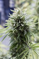 OG Kush Auto X 1