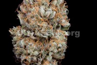 Haze Autoflowering CBD X 3