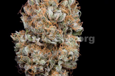 Haze Autoflowering CBD X 3